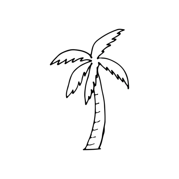 Doodle Palm Tree Icon Vector Line Drawn Palm Tree Linearly — Stock Vector