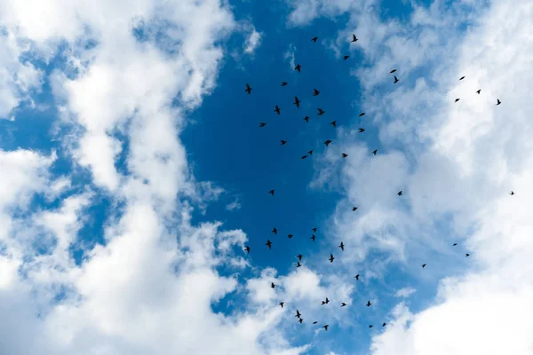 Bulutlar, kuşlar ile mavi gökyüzü.