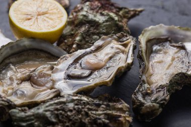 Kara kedi pençeli taze istiridye. Sağlıklı deniz ürünleri. Restoranda akşam yemeği. Gurme yemeği. Karanlık arka plan. Üst görünüm