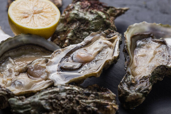 Fresh open Oysters with paw of a black cat. Healthy sea food. Dinner in restaurant. Gourmet food. Dark background. Top view