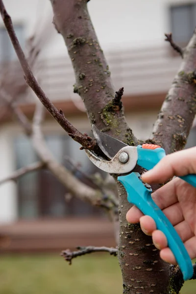 Hands with secateurs pruning trees in spring