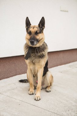 Beyaz arka planda Alman çoban köpeği portresi