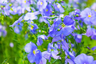 yabani keten çiçekleri. Papatya çiçeği sınırı. Güneşin ışıldadığı çiçek açan güzel doğa manzarası. Güneşli bir gün. Bahar çiçekleri. Güzel sahne. Yaz dönemi. İlkbahar