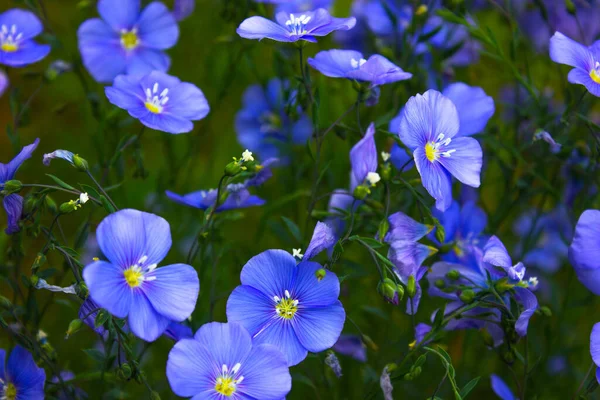 Lniane Kwiaty Pole Błękitnego Lnu Kwitnie Niebieski Len Zbliżenie Niebieskiego — Zdjęcie stockowe