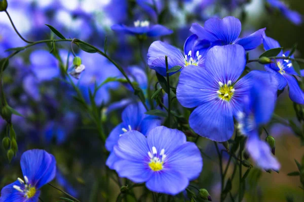 Flores Linho Campo Flores Linho Azul Close Primavera Profundidade Rasa — Fotografia de Stock