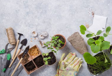 Topraklı turba kabı, bahçe aletleriyle bitki dikmek. Bahçe, bitki konsepti. Bahar bahçesinde beton masada çalışıyorum. Düz yatış, üst görünüm.