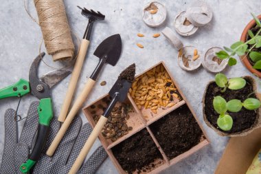 Topraklı turba kabı, bahçe aletleriyle bitki dikmek. Bahçe, bitki konsepti. Bahar bahçesinde beton masada çalışıyorum. Düz yatış, üst görünüm.
