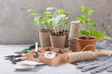 Bahçıvanlık. Seedlings salatalığı ve armut kavanozunda armut, dağınık toprak ve bahçe aletleri. Ahşap arka planda büyümeye ayarlı.