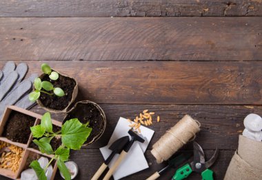 Bahçıvanlık. Seedlings salatalığı ve armut kavanozunda armut, dağınık toprak ve bahçe aletleri. Ahşap arka planda büyümeye ayarlı.