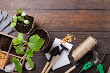 Bahçıvanlık. Seedlings salatalığı ve armut kavanozunda armut, dağınık toprak ve bahçe aletleri. Ahşap arka planda büyümeye ayarlı.