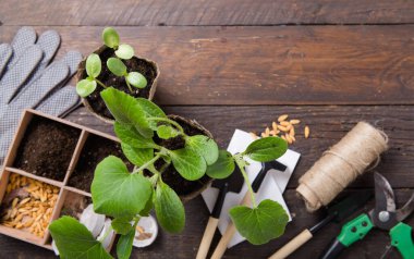 Bahçıvanlık. Seedlings salatalığı ve armut kavanozunda armut, dağınık toprak ve bahçe aletleri. Ahşap arka planda büyümeye ayarlı.