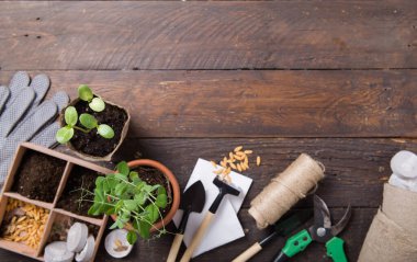 Bahçıvanlık. Seedlings salatalığı ve armut kavanozunda armut, dağınık toprak ve bahçe aletleri. Ahşap arka planda büyümeye ayarlı.