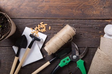 Bahçıvanlık. Seedlings salatalığı ve armut kavanozunda armut, dağınık toprak ve bahçe aletleri. Ahşap arka planda büyümeye ayarlı.