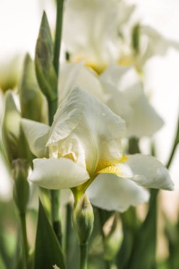 Etkileyici çiçekleri ve bahçe süsü olan bir bitki. İridaceae familyasında yaygın olarak Alman sakallı irisi olarak bilinen çiçek açan bir bitki türünün adıdır..