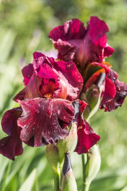 Etkileyici çiçekleri ve bahçe süsü olan bir bitki. Iris Germanica, Iridaceae familyasından, genellikle Alman sakallı irisi olarak bilinen çiçekli bir bitki türü..