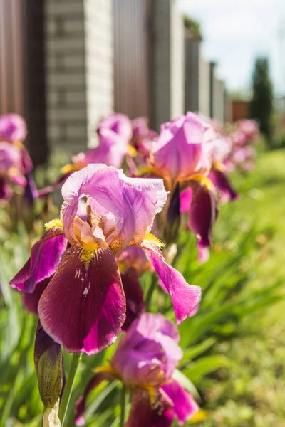 A plant with impressive flowers, garden decoration. Isolated  Iris germanica is the name for a species of flowering plants in the family Iridaceae commonly known as the German bearded iris.