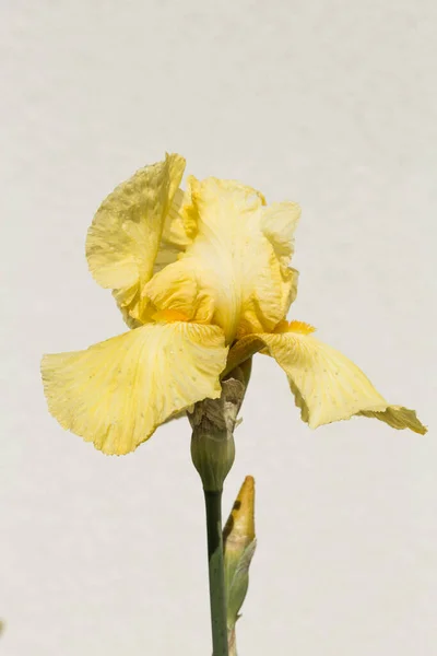 Plant Impressive Flowers Garden Decoration Isolated Iris Germanica Name Species — Stock Photo, Image
