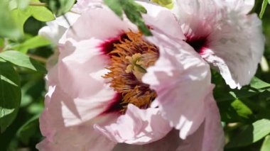 Arı güzel, bitkin çiçek şakayığına uçar