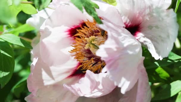 Пчела Летит Красивому Усталому Цветочному Пиону — стоковое видео