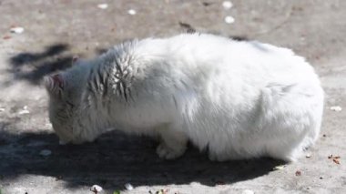 Beyaz kedi böcek yiyor, horoz yiyici doğal..