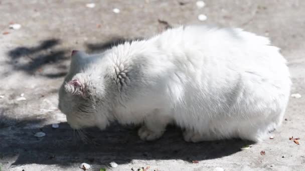 Biały Kot Zjada Robaki Koguty Naturalnych — Wideo stockowe