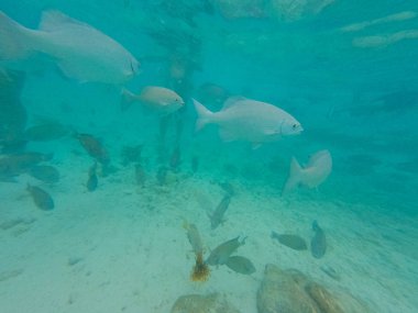 deniz ekosistemi sualtı görünümü/denizdeki mavi okyanus vahşi doğa, soyut arka plan