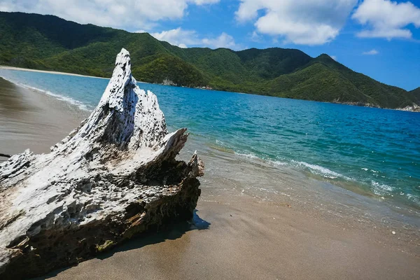 Ein schöner Morgen am karibischen Strand mit einem toten Baum, der in den Sand gefallen ist. — Stockfoto