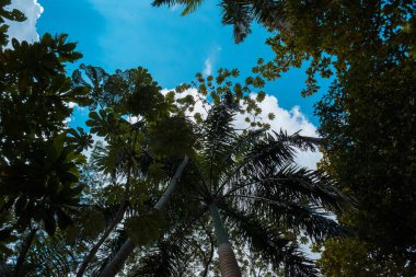 açık mavi gökyüzüne karşı yazacak yeri olan güneşli ağaç tepesi