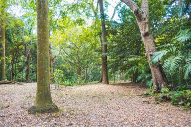 Ormanda güneşli bir gün