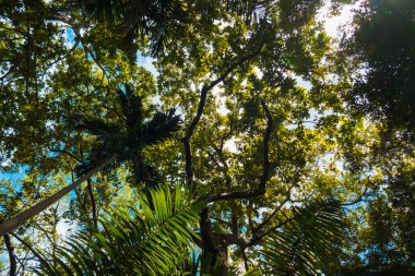 Güneşli bir günde ormandaki güzel ağaç tepesi manzarası