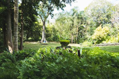 yemyeşil bitki örtüsü ve uzun ince ağaçlar arasında...