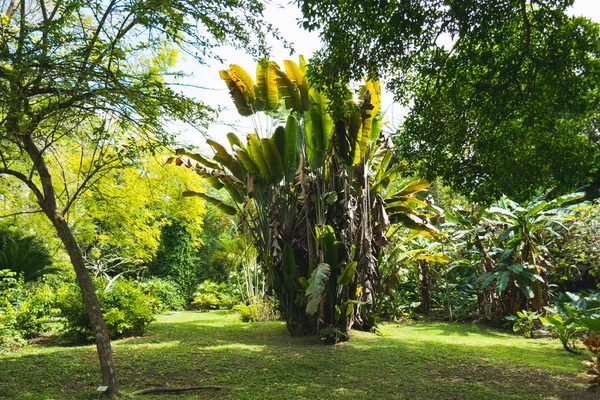 Vue des plantes le matin dans un parc — Photo