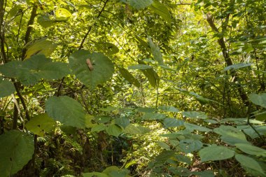 Güneş ışınları ormanda parlıyor.