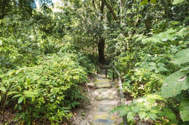 Ormanın panoramik görünüm