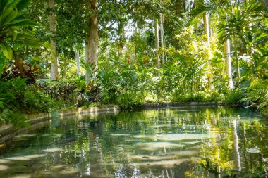 Ormandaki bir gölün kenarında aydınlık, sıcak bir gün.