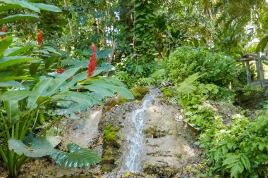 Ormanda güzel bir şelale