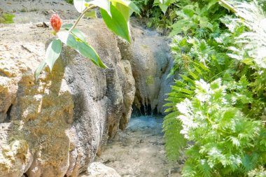 Ormanda güzel bir şelale