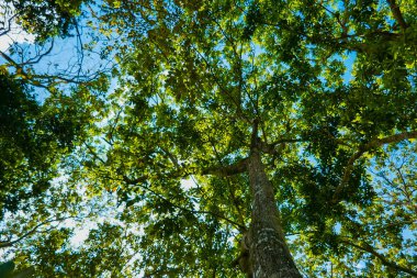 Güneşli bir günde ağaçların arasından içeri güneş ışığı girer.