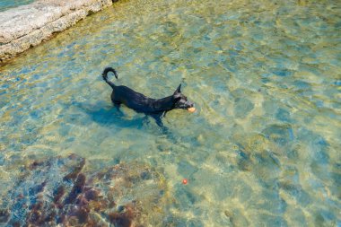 Köpek denizde top oynuyor.