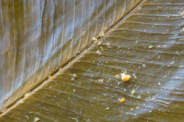 Dirty Tamale Banana Leaves Typical Colombian Food — Stock Photo, Image