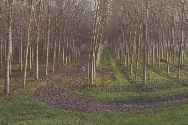 Puesta de sol en el bosque —  Fotos de Stock