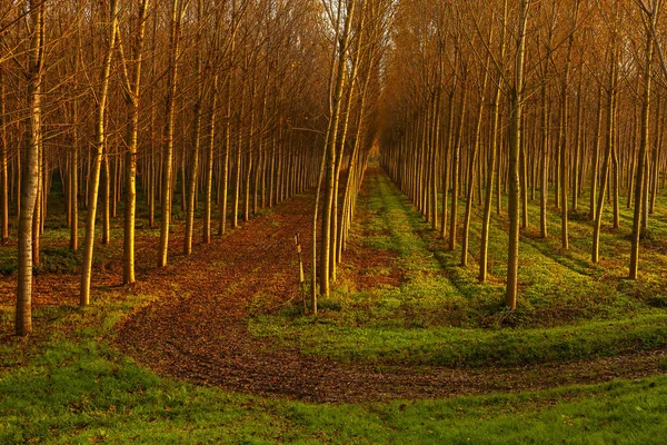 Vackra Poppel Gränd Utsikt Landsbygden — Stockfoto