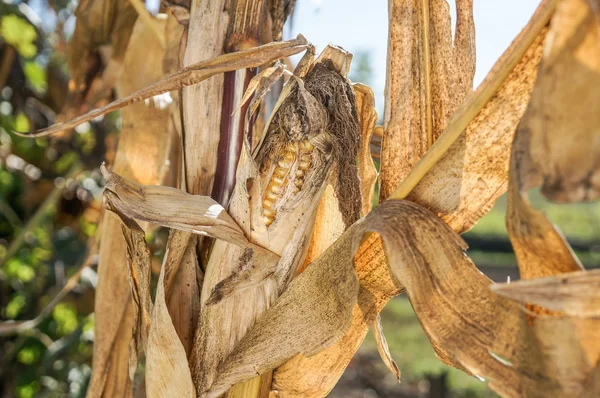 秋天的玉米田。干玉米，田园风光 — 图库照片
