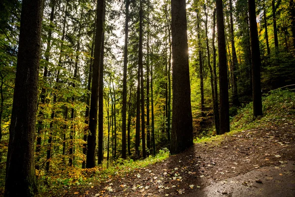 Serata autunnale nella foresta — Foto Stock