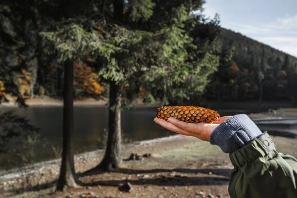 Jádro v ruce v podzimním lese — Stock fotografie