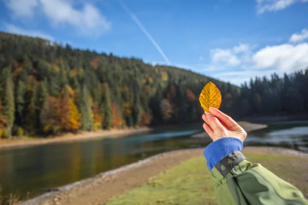 手に黄色の紅葉 — ストック写真