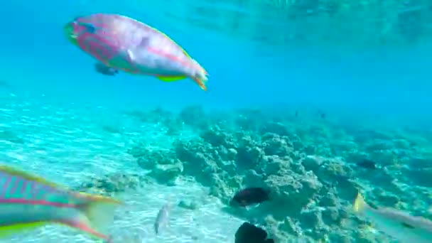 Mundo subaquático com peixes e recifes de coral, Vermelho — Vídeo de Stock