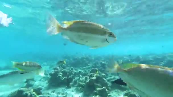 Undervattensvärlden med fiskar och korallrev, röd — Stockvideo