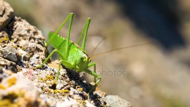 Grasshopper in prairie — Stock Video