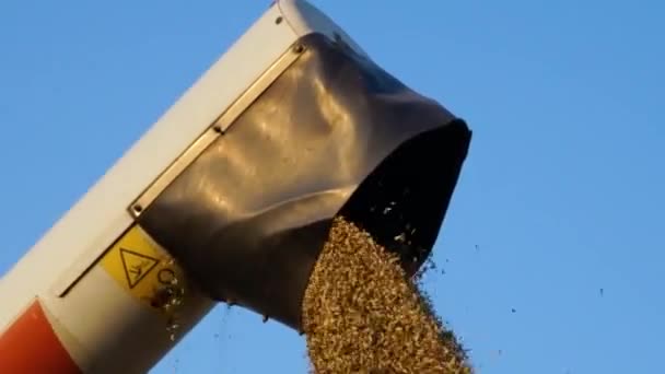 Grano que cae de la barrena combinada en el carro de grano — Vídeo de stock